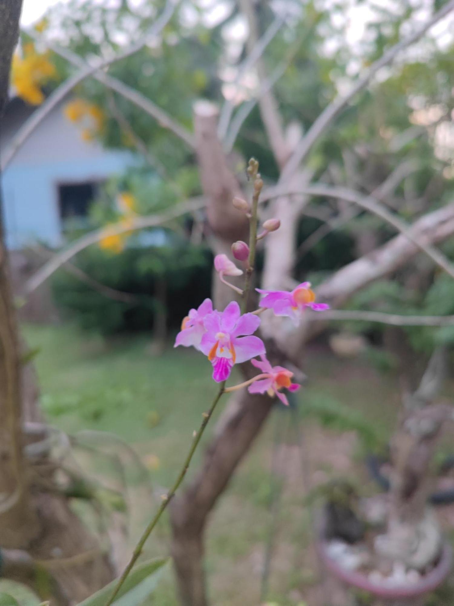 The Secret Garden Homestay Koh Yao Yai Ko Yao Yai Bagian luar foto