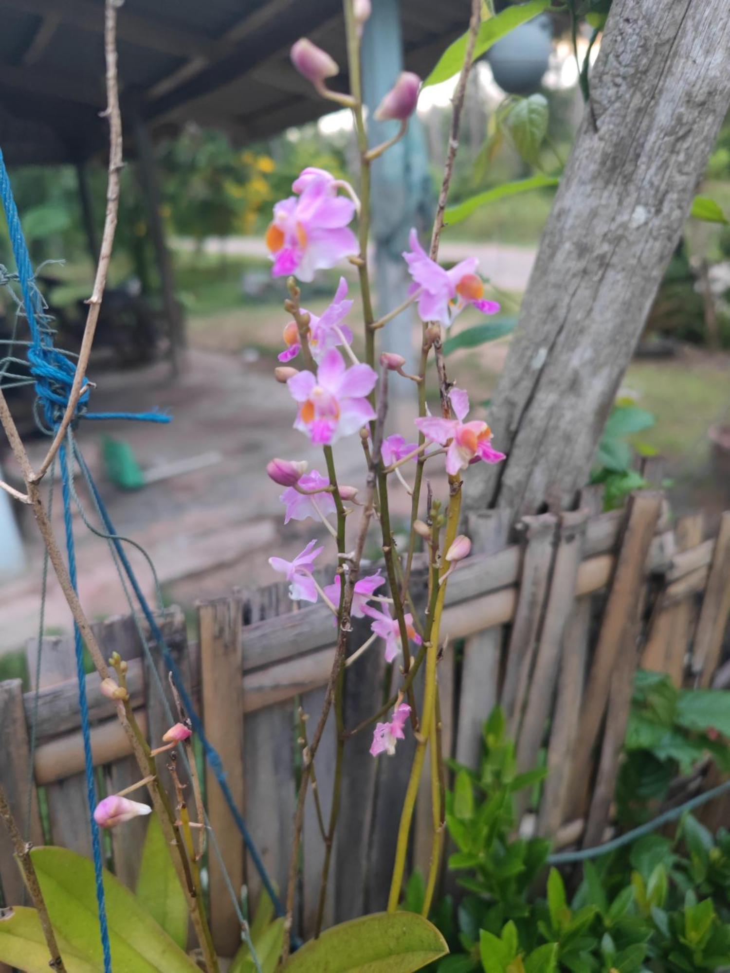 The Secret Garden Homestay Koh Yao Yai Ko Yao Yai Bagian luar foto