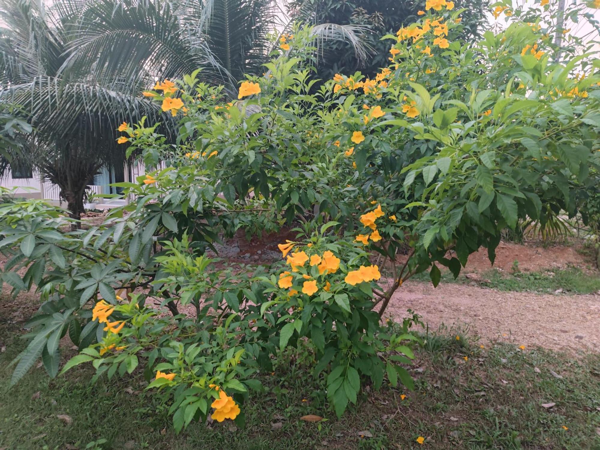 The Secret Garden Homestay Koh Yao Yai Ko Yao Yai Bagian luar foto
