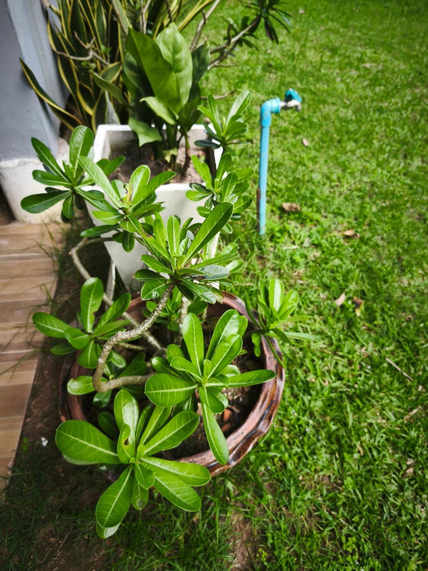 The Secret Garden Homestay Koh Yao Yai Ko Yao Yai Bagian luar foto